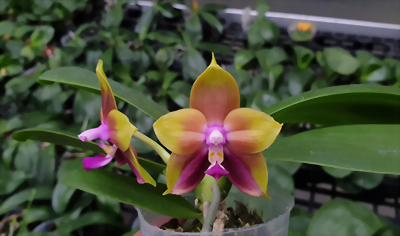 Phal. Allura 'Xanthos'