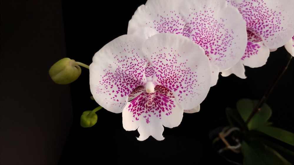 Phal. Allura 'Genie'