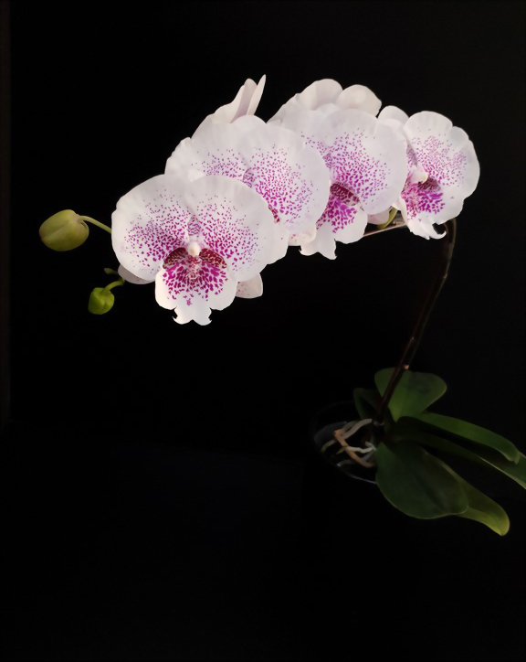 Phal. Allura 'Genie'