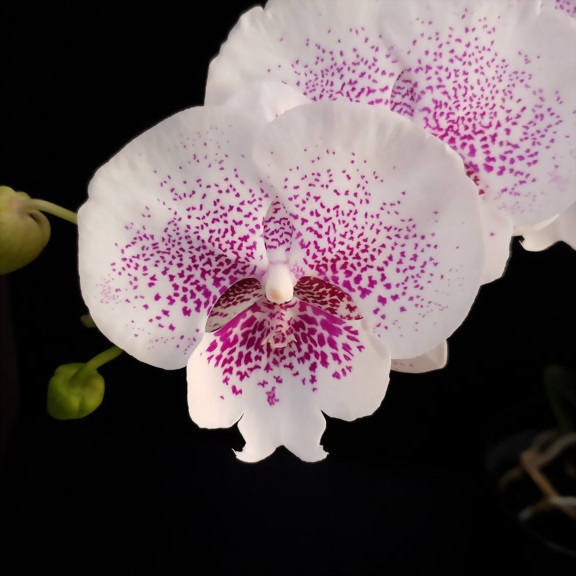 Phal. Allura 'Genie'