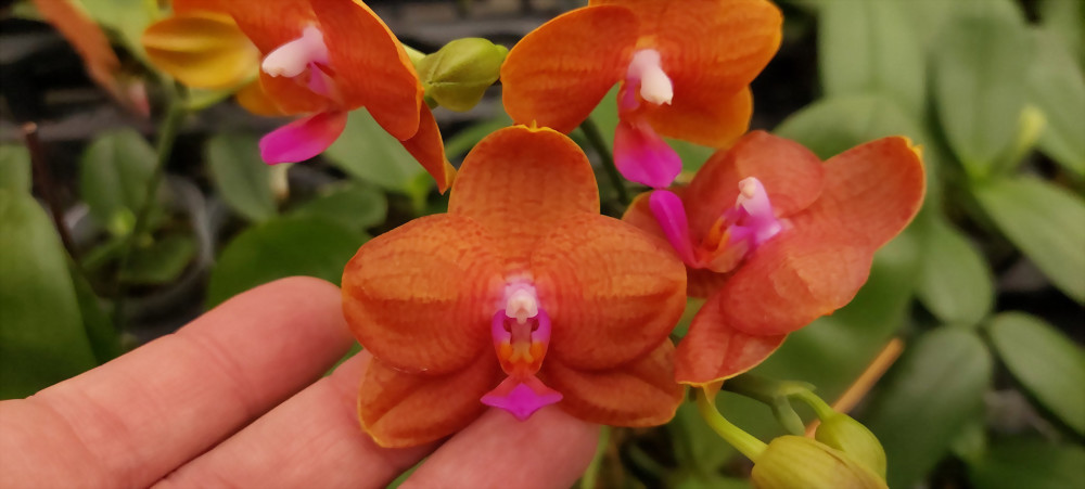 Phal. Allura 'Mars'
