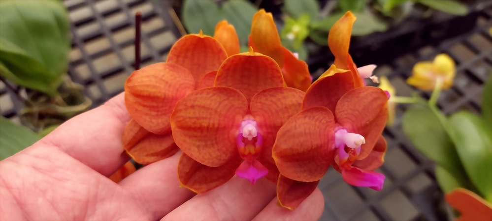 Phal. Allura 'Mars'