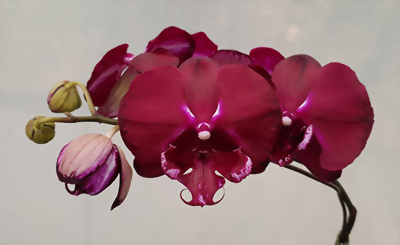 Phal. Allura 'Dracula'