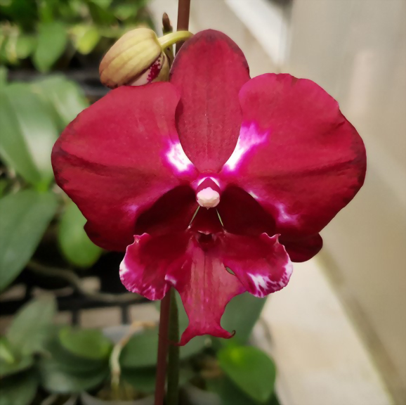 Phal. Allura 'Dracula'