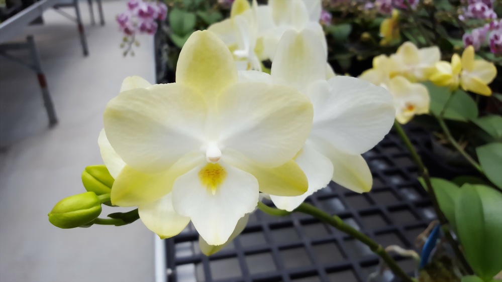 Phal. Allura 'Diamond Star'