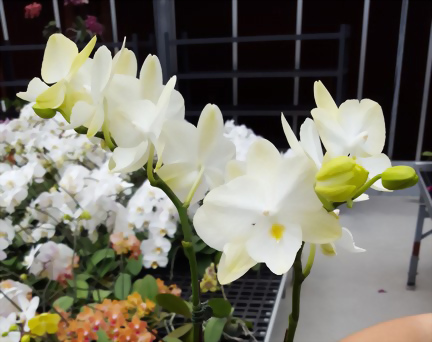 Phal. Allura 'Diamond Star'