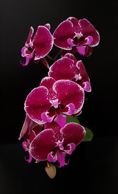 Phal. Allura 'Eduard'