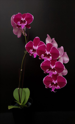 Phal. Allura 'Eduard'