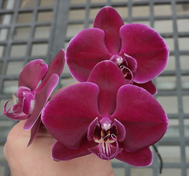 Phal. Allura 'Máxima'