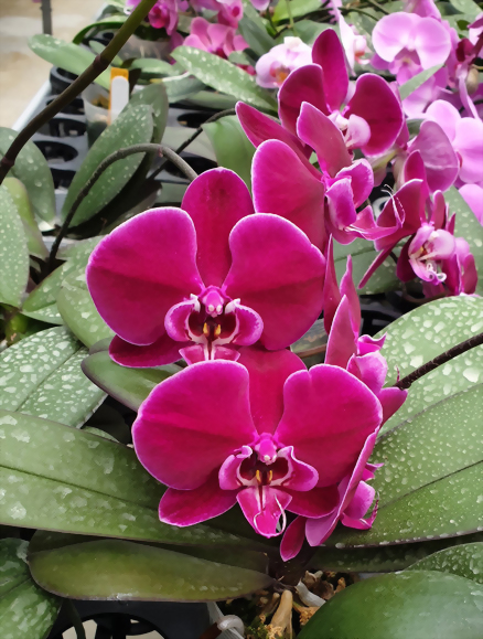 Phal. Allura 'Máxima'