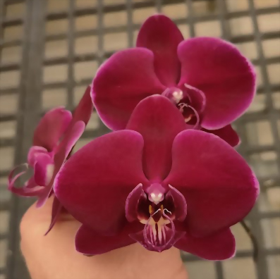 Phal. Allura 'Bordeaux'