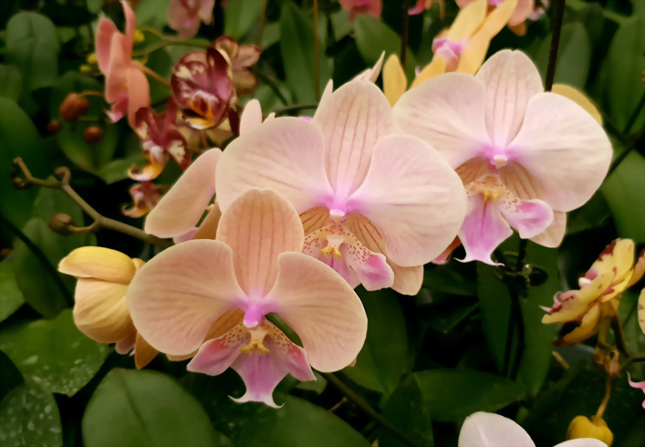 Phal. Allura 'Tequila'