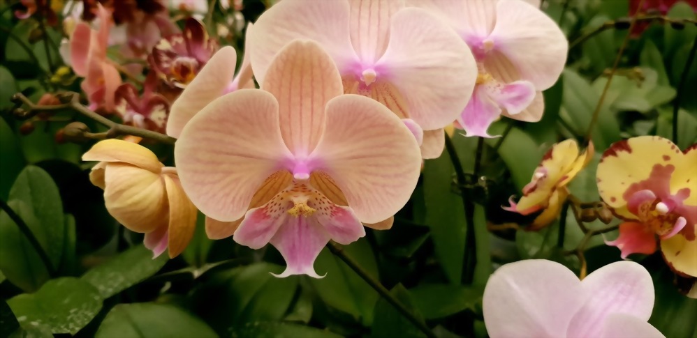 Phal. Allura 'Tequila'