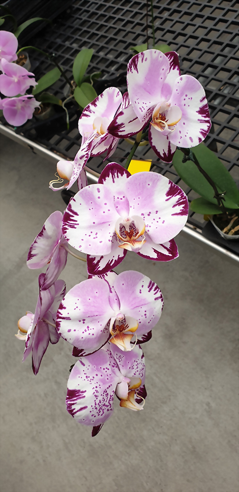 Phal. Allura 'Titania'