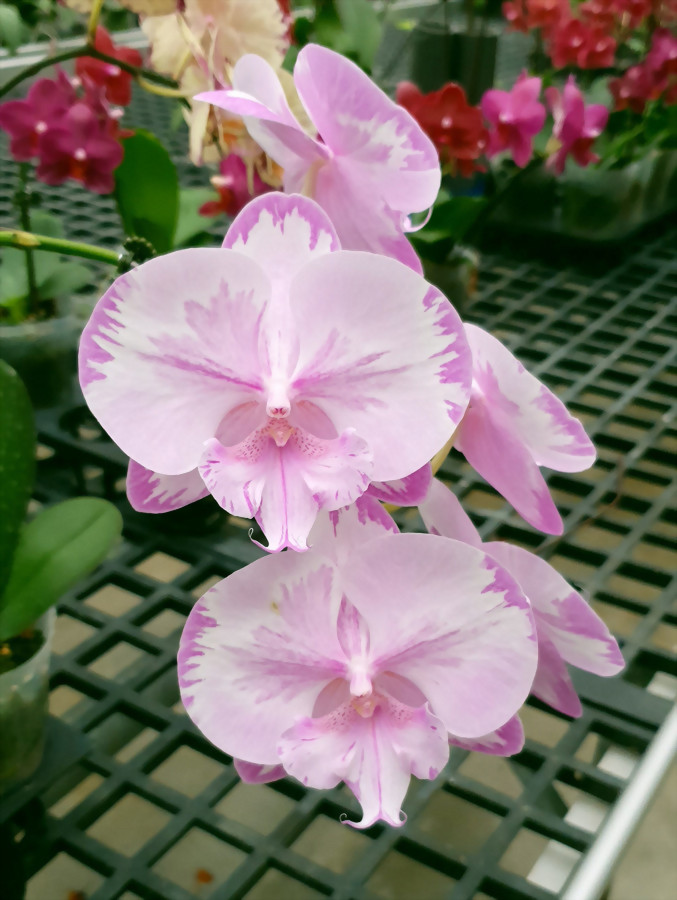 Phal. Allura 'Butterflies & Hurricanes'