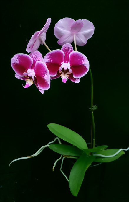 Phal. Allura 'Happy Hour'