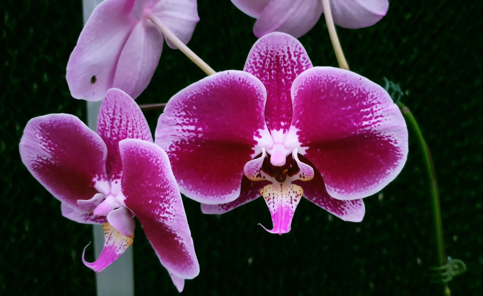 Phal. Allura 'Happy Hour'