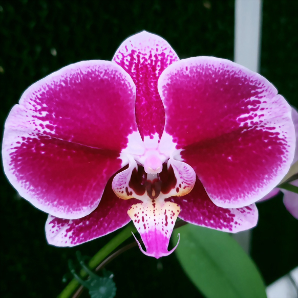 Phal. Allura 'Happy Hour'