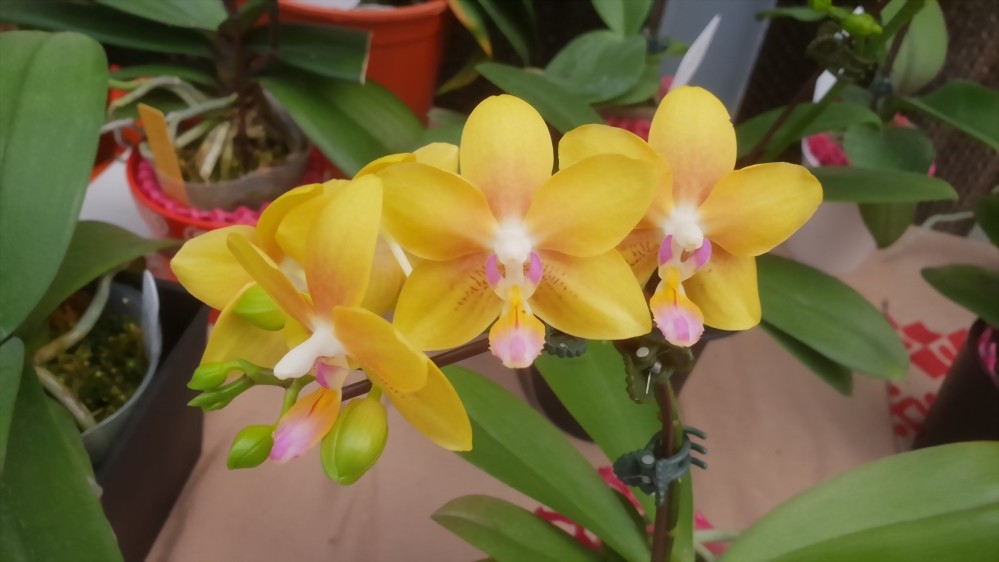 Phal. Allura 'Spring Glory'