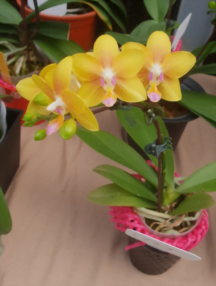 Phal. Allura 'Spring Glory'