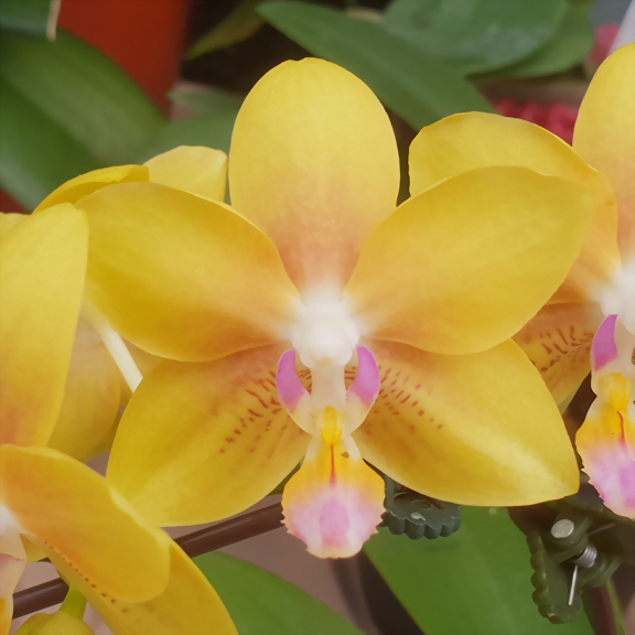 Phal. Allura 'Spring Glory'
