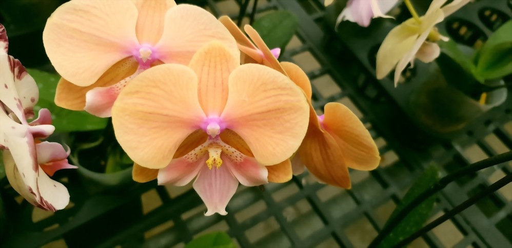 Phal. Allura 'Embrace'