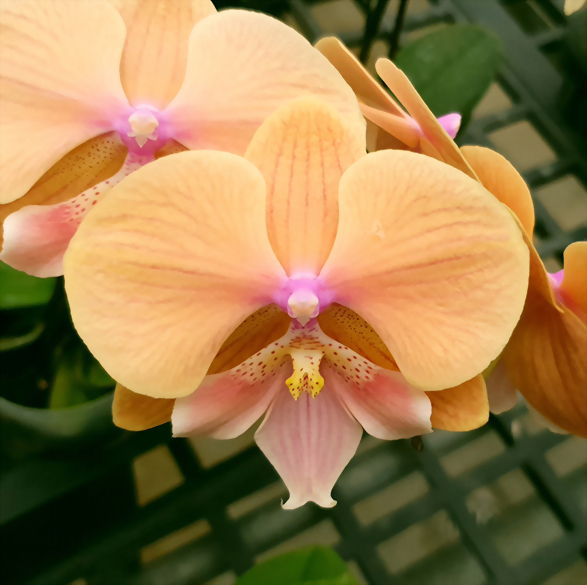 Phal. Allura 'Embrace'