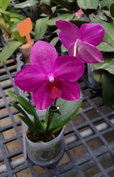 Phal. Allura 'Bubblegum'