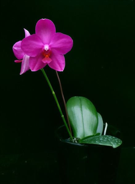 Phal. Allura 'Bubblegum'