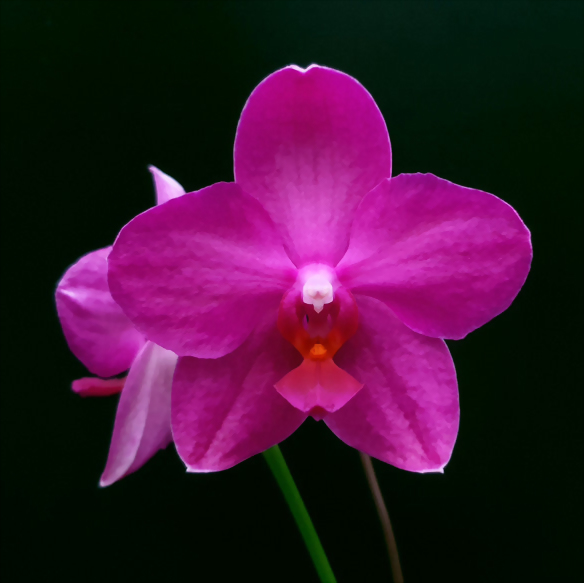 Phal. Allura 'Bubblegum'