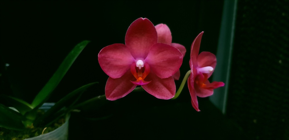 Phal. Allura 'Cabernet'