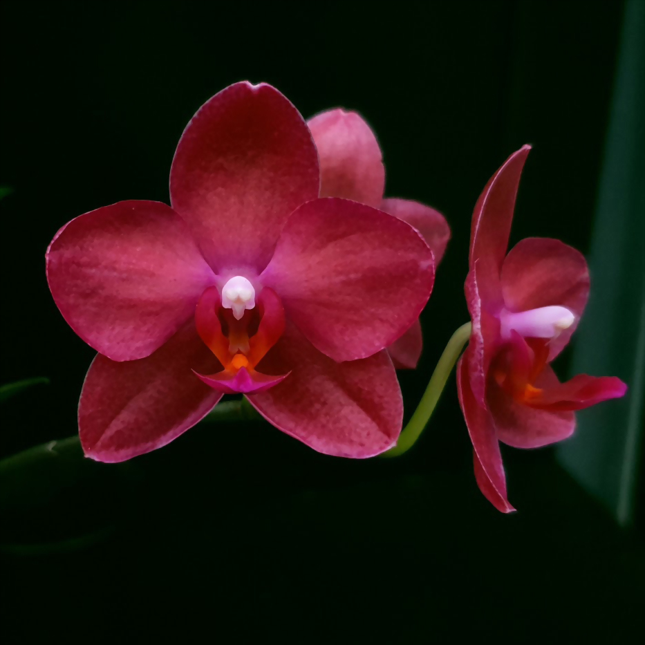 Phal. Allura 'Cabernet'