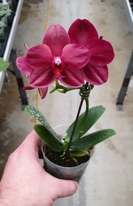 Phal. Allura 'Cabernet'