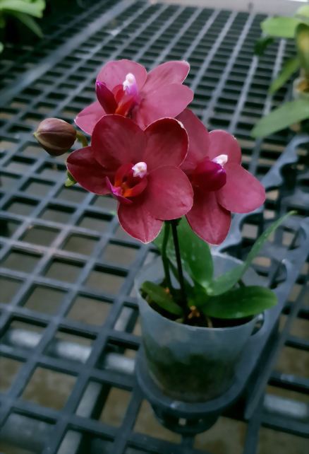 Phal. Allura 'Shiraz'