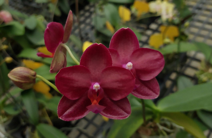 Phal. Allura 'Shiraz'