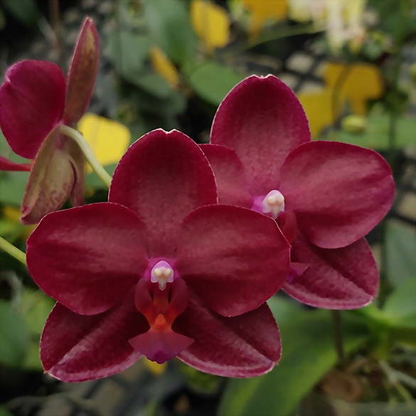 Phal. Allura 'Shiraz'