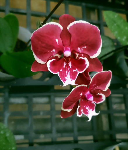 Phal. Allura 'Fireworks'