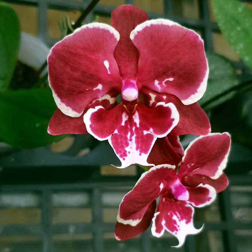 Phal. Allura 'Fireworks'
