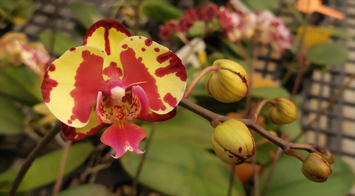 Phal. Allura 'Fandango'