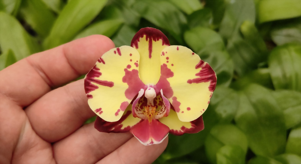 Phal. Allura 'Fandango'