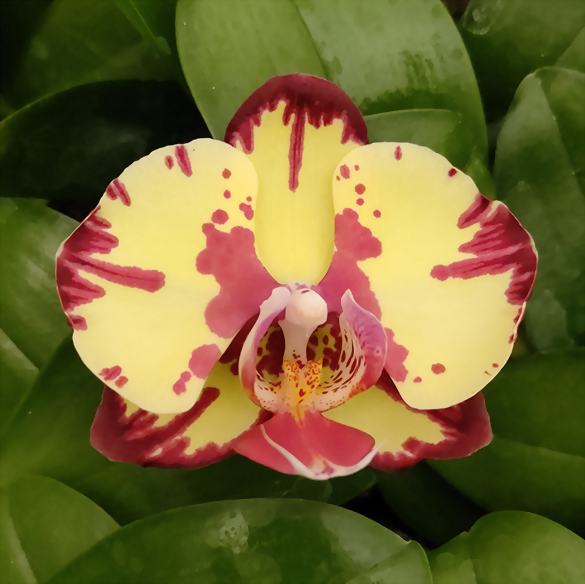 Phal. Allura 'Fandango'