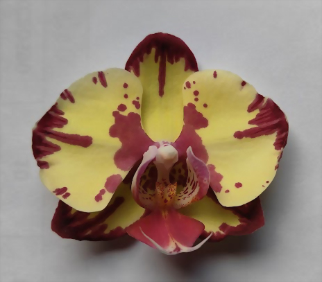 Phal. Allura 'Fandango'