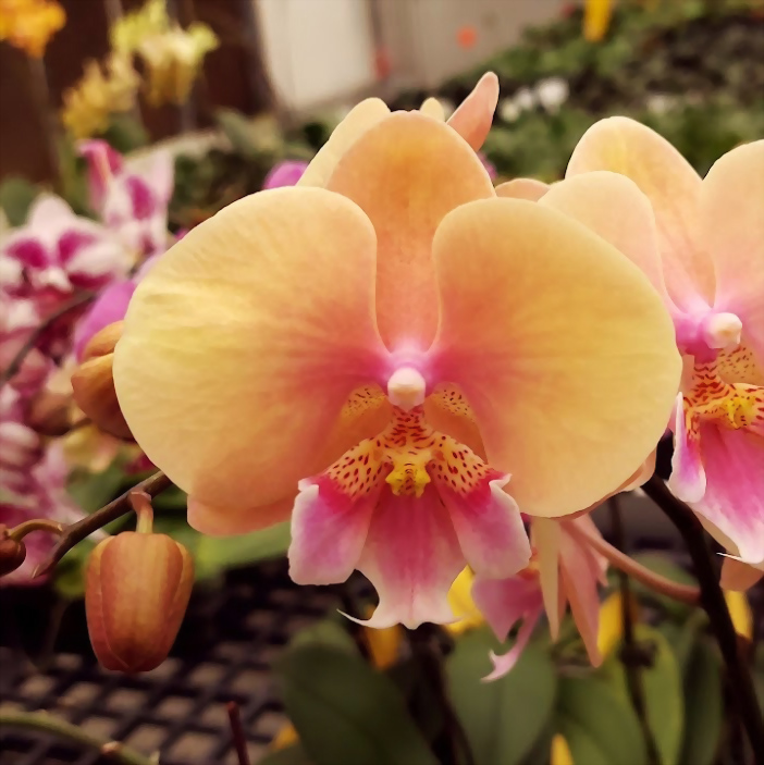 Phal. Allura 'Pleyel'