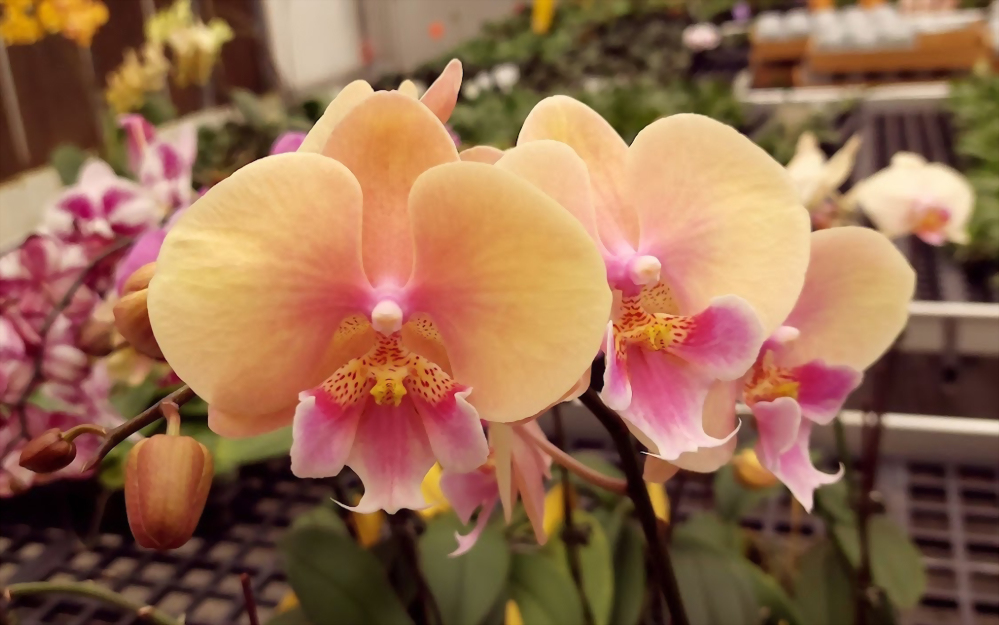 Phal. Allura 'Pleyel'