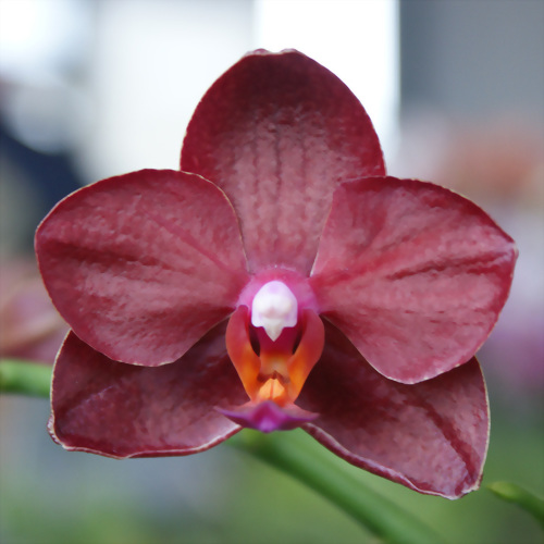 Phal. Allura 'Crimson Love'