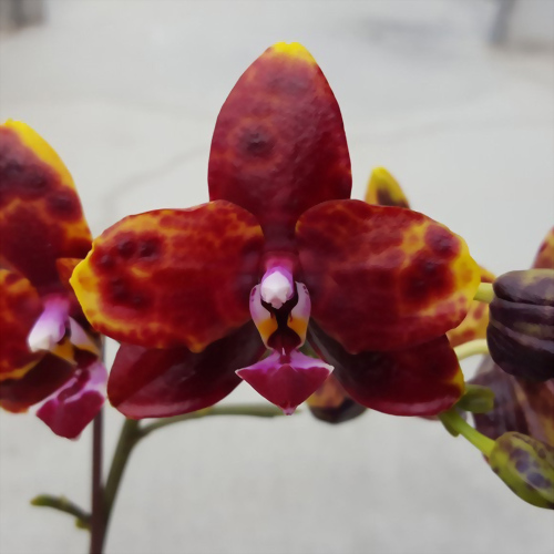 Phal. Allura ‘Black Swan’