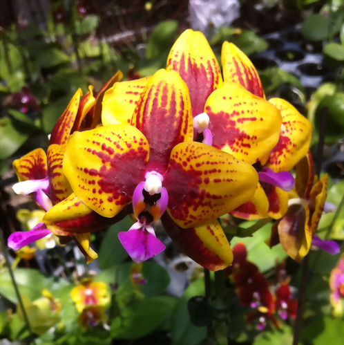 Phal. Allura 'Vesuvius'