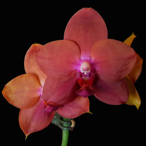 Phal. Allura 'Sanguinello'