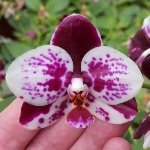 Phal. Allura 'Medina'