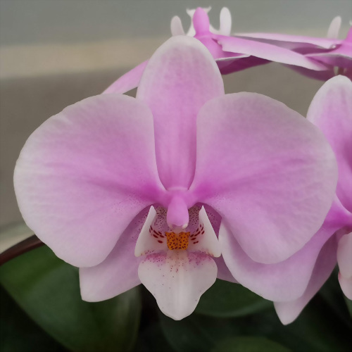 Phal. Allura 'Lady Margaret II'